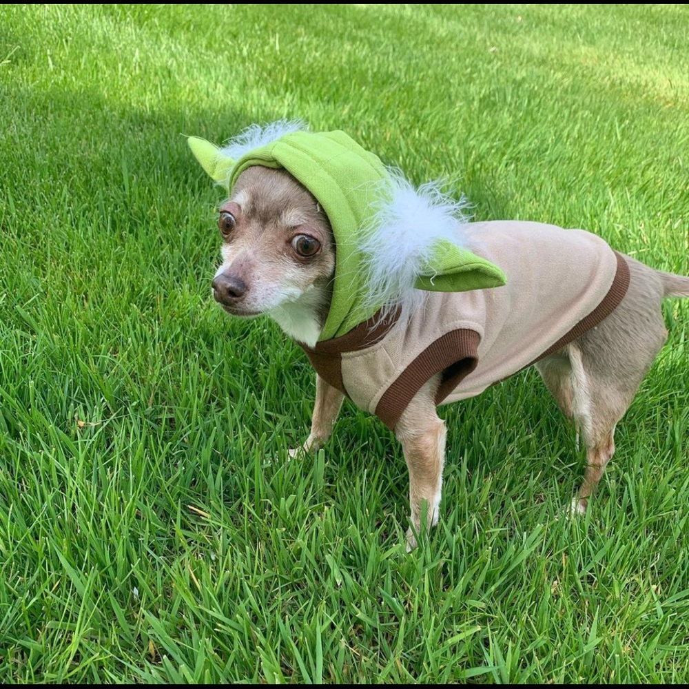 Small Dog Star Wars Bundle